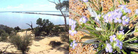 生えている植物